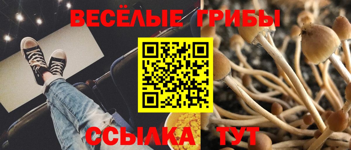 Псилоцибиновые грибы Cubensis Тельмана
